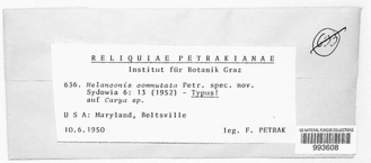 Melanconis image